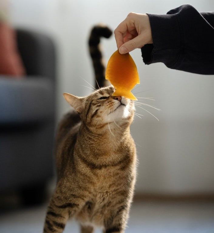 Jouet pour chat Rub Fish - POCURULL SL (Retorn)