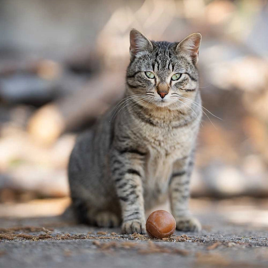 Jouet pour chat Ball x2 - POCURULL SL (Retorn)