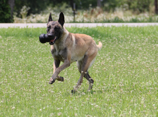 KONG Extreme S - Hofman Animal Care