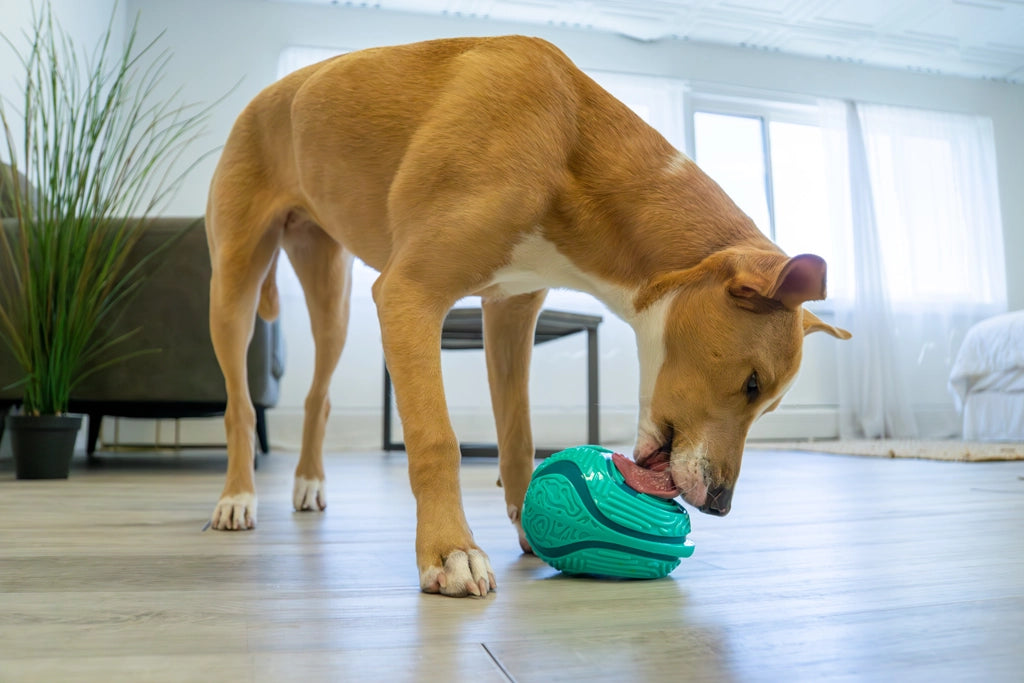 Récompenses KONG Licks - Hofman Animal Care