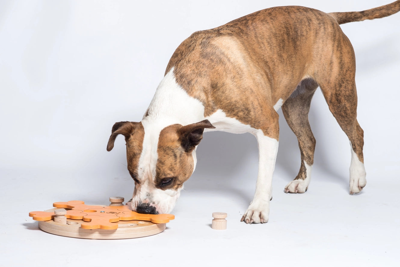 Carousel of Bones - Jeu d'Intelligence Chien - My Intelligent Dogs