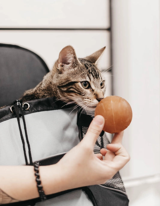 Jouet pour chats Rub Hole X2 - POCURULL SL (Retorn)