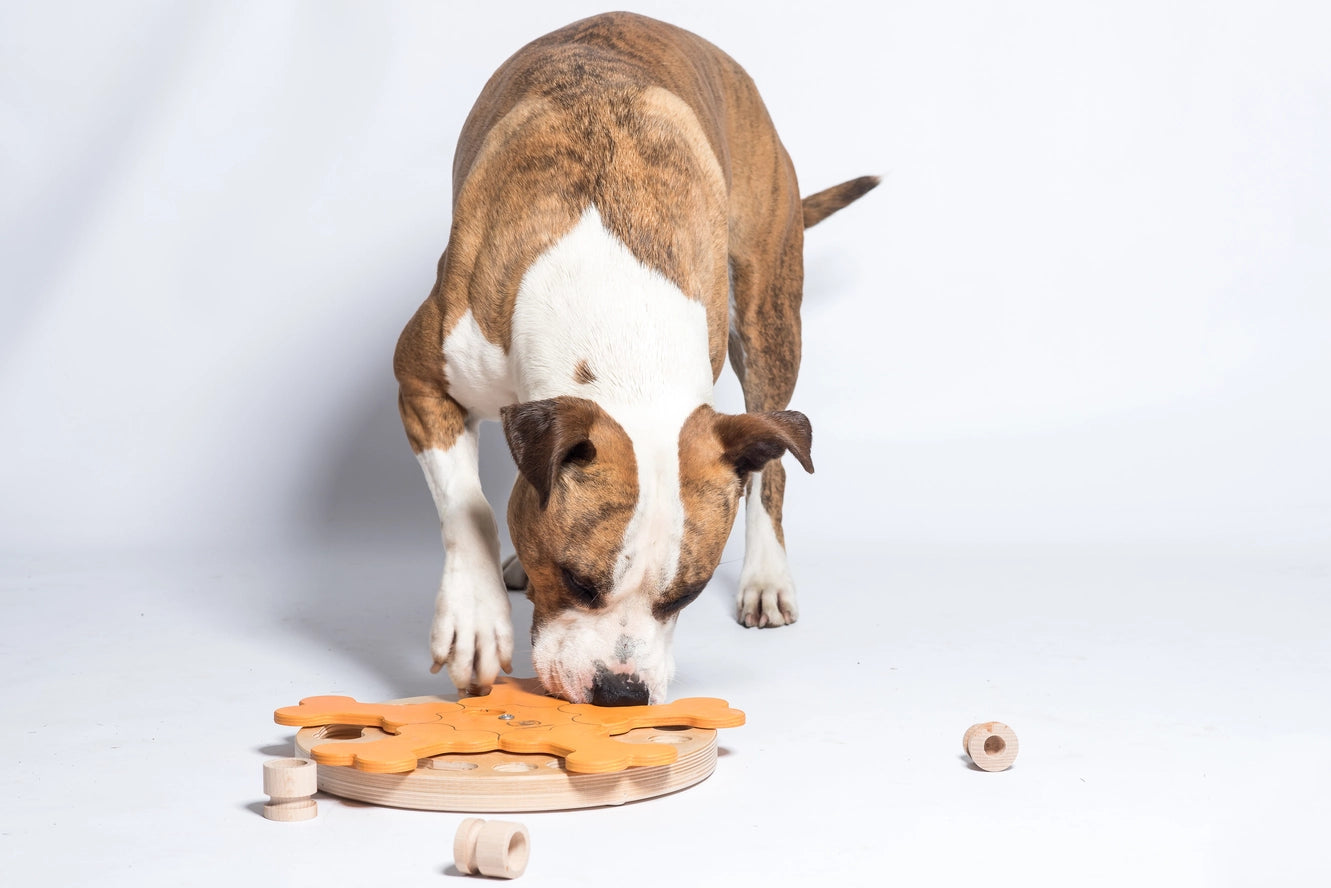 Carousel of Bones - Jeu d'Intelligence Chien - My Intelligent Dogs