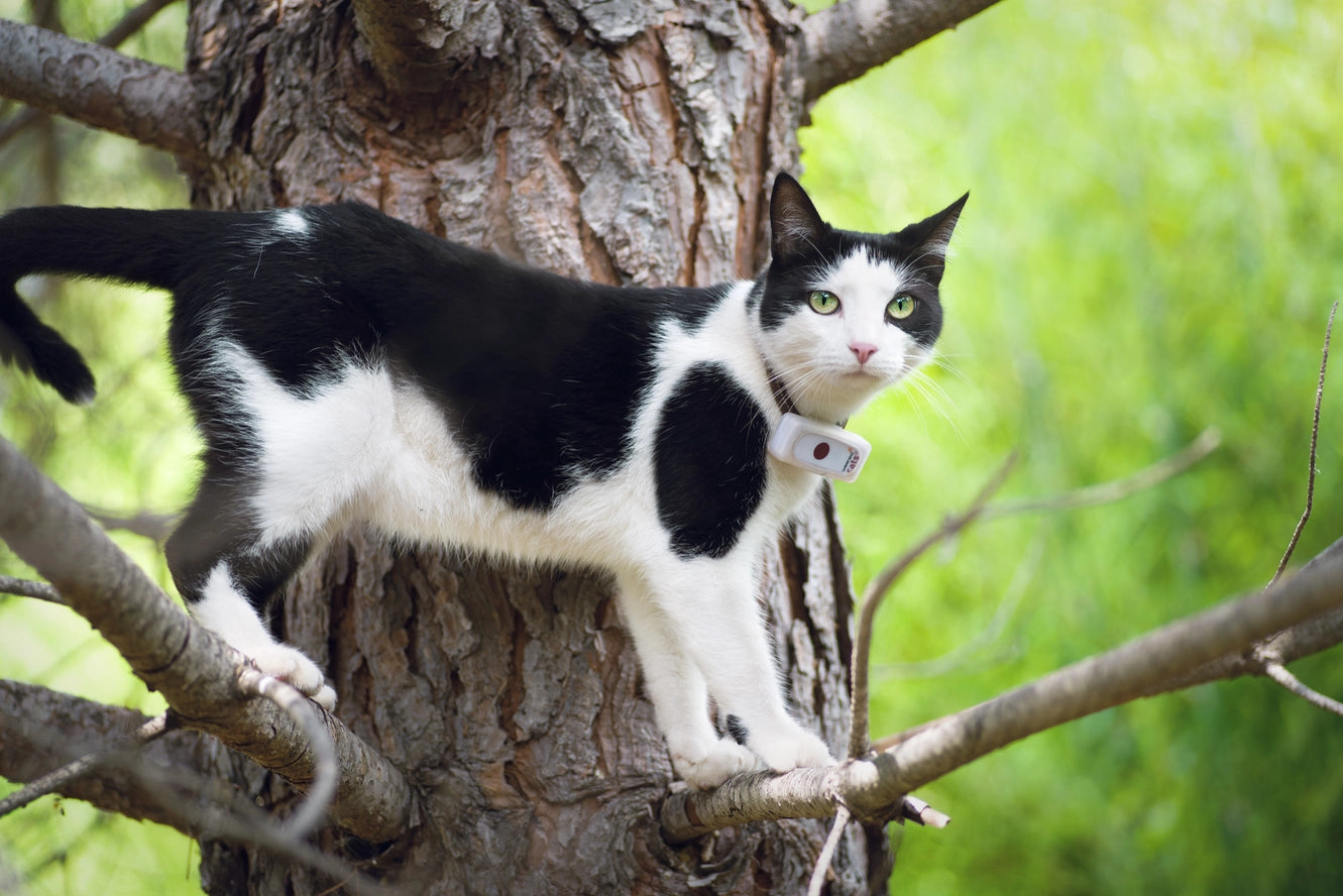 Traceur GPS pour chats - Weenect