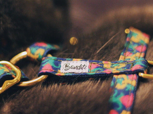 Harnais pour chat motif ikat - French Bandit