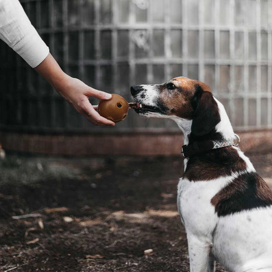 Chien attentif recevant une balle en caoutchouc marron de sa propriétaire, idéale pour stimuler l’obéissance et le plaisir.