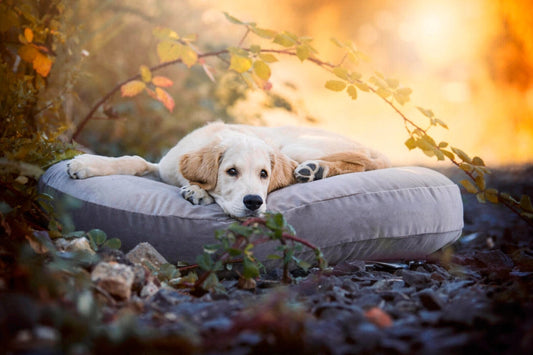 Coussin gris pour chien, doux et confortable, parfait pour les chiots et chiens de toutes tailles, lavable et adapté à l’intérieur comme à l’extérieur.