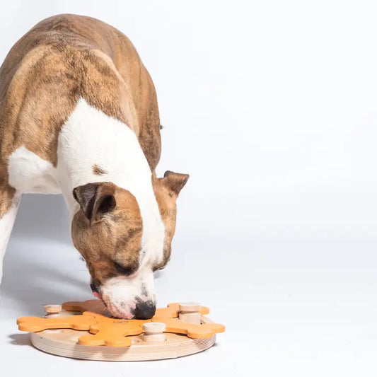 Chien joueur utilisant un plateau d’intelligence en bois naturel avec formes d’os, jouet interactif pour stimuler mentalement et distribuer des friandises, idéal pour chiens actifs.