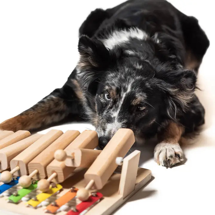Piano en bois coloré pour chien, conçu pour stimuler l’intelligence et offrir un jeu amusant.