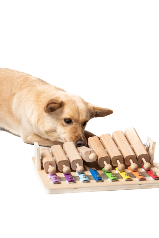 Piano en bois coloré pour chien, conçu pour stimuler l’intelligence et offrir un jeu amusant.