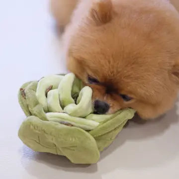 Peluche verte en forme de fleur douce et interactive pour chien, idéale pour stimuler la curiosité et le jeu des chiots.
