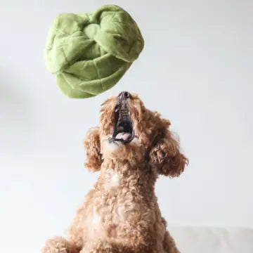 Peluche verte en forme de fleur douce et interactive pour chien, idéale pour stimuler la curiosité et le jeu des chiots.