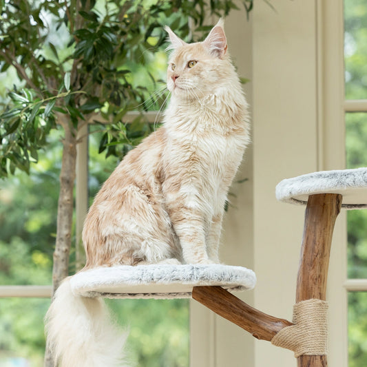 Plateforme pour chat en bois avec coussin moelleux, parfaite pour les chats qui aiment observer leur environnement.