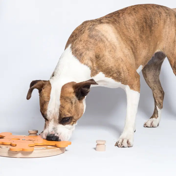 Chien essayant de résoudre le puzzle à la recherche de la friandise