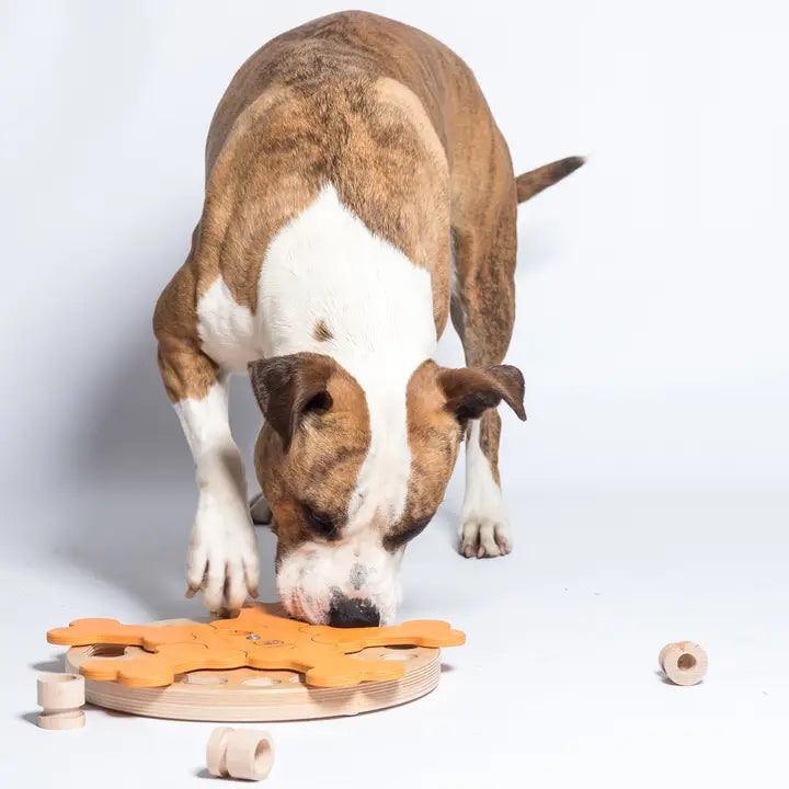 Chien joueur utilisant un jeu d’intelligence en bois naturel, jouet interactif pour stimuler mentalement et distribuer des friandises, idéal pour chiens actifs ou gourmands.