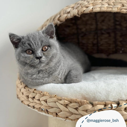 Retour à la nature L'arbre à chat Duo - Lords and Labradors