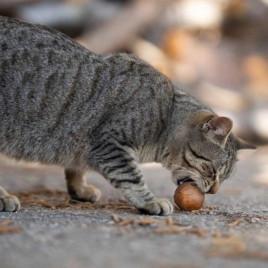 Jouet pour chat Ball x2 - POCURULL SL (Retorn)