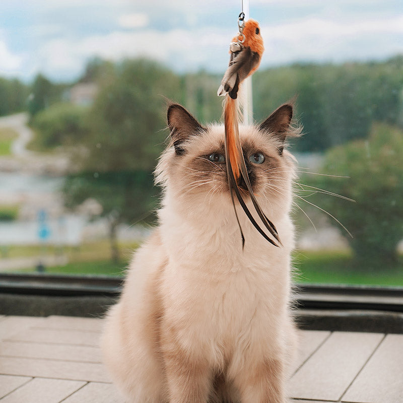 Ensemble de Jouets Interactifs pour Chats - Simulation d'Oiseaux - Leo's Paw