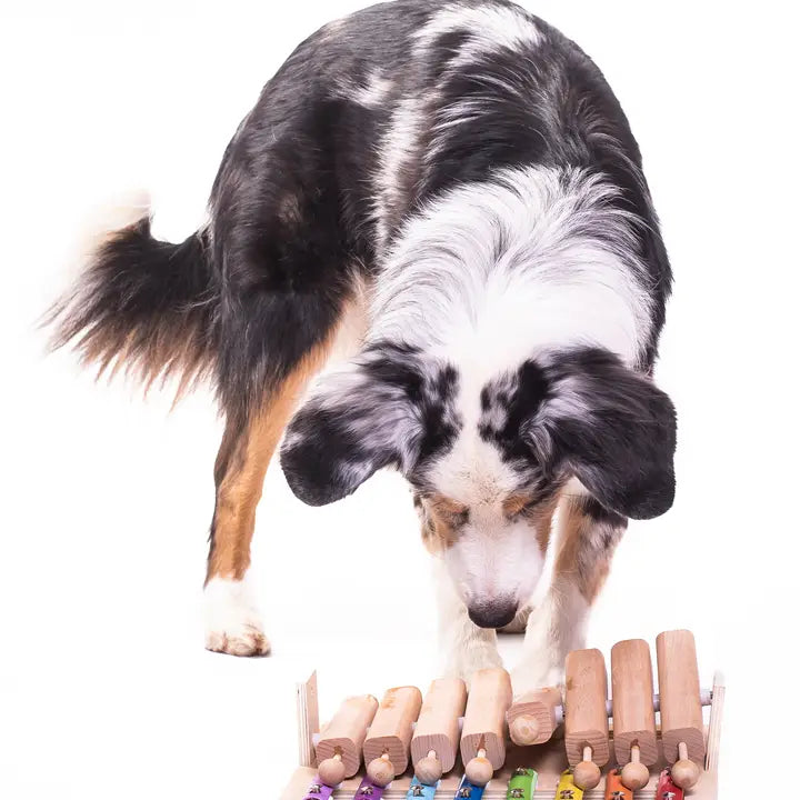 Puzzle Musical à Tuyaux Mobiles - Jouets pour chien- My Intelligent Dogs