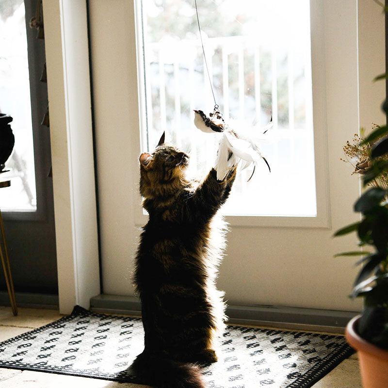 Ensemble de Jouets Interactifs pour Chats - Simulation d'Oiseaux - Leo's Paw