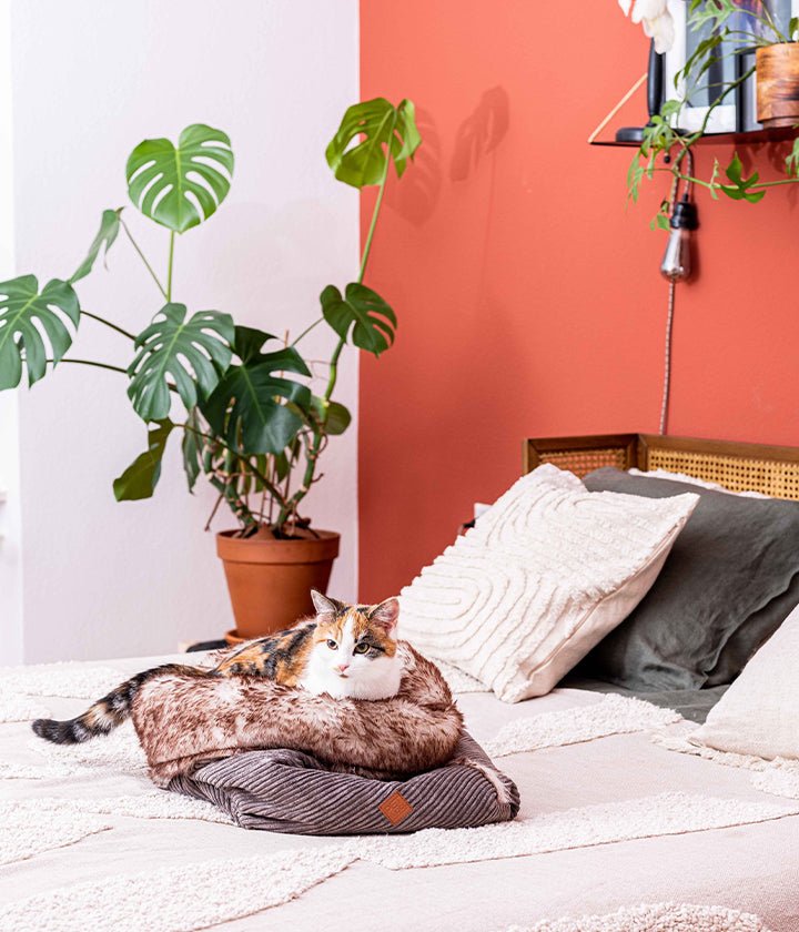 Câble câlin (fausse fourrure) - Sable - PET & Co. eine Marke von Variance GmbH