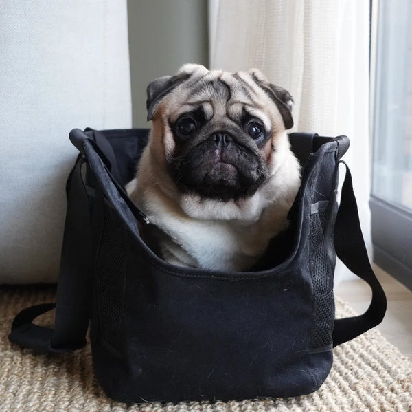 Sac de Transport pour Chat : Voyage Facile et Sécurisé avec Votre Félin