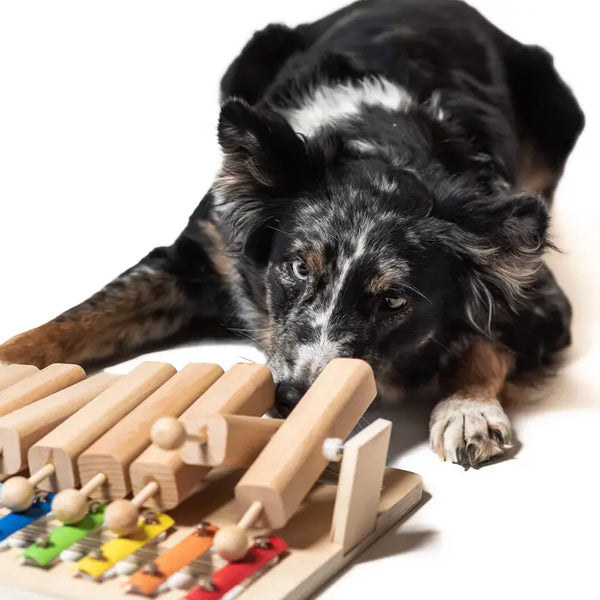 Balle pour chien en caoutchouc : le jouet idéal pour votre chiot ou chien adulte