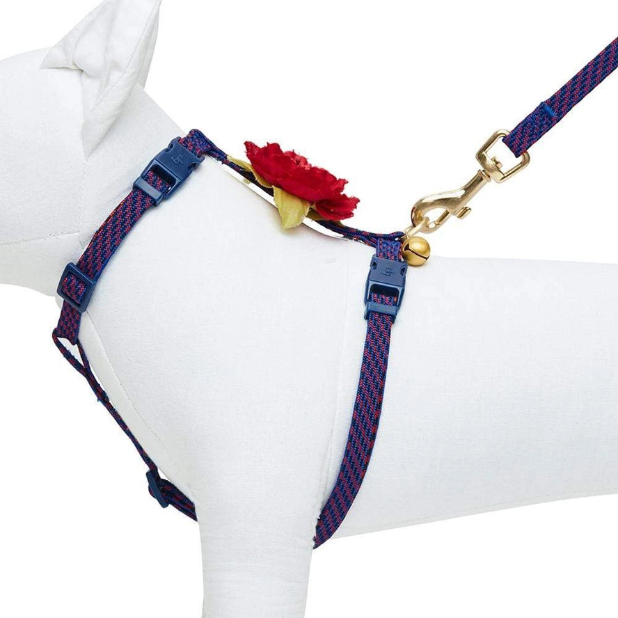 Ensemble de Laisse et Harnais pour Chat - Blueberry Pet