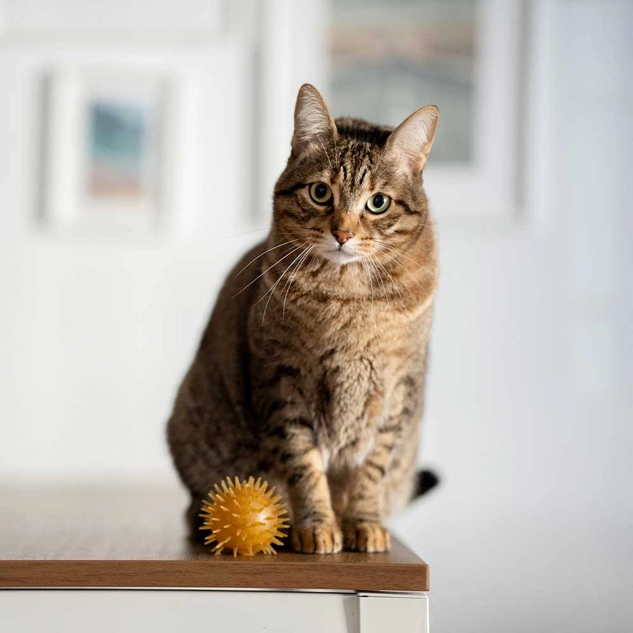 Jouet pour chats Rub Ball & Bell X2 - POCURULL SL (Retorn)