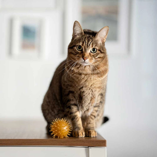 Jouet pour chats Rub Ball & Bell X2 - POCURULL SL (Retorn)
