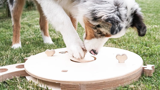 Planche d'activités éducatives, jouet pour chien - PromiDesign