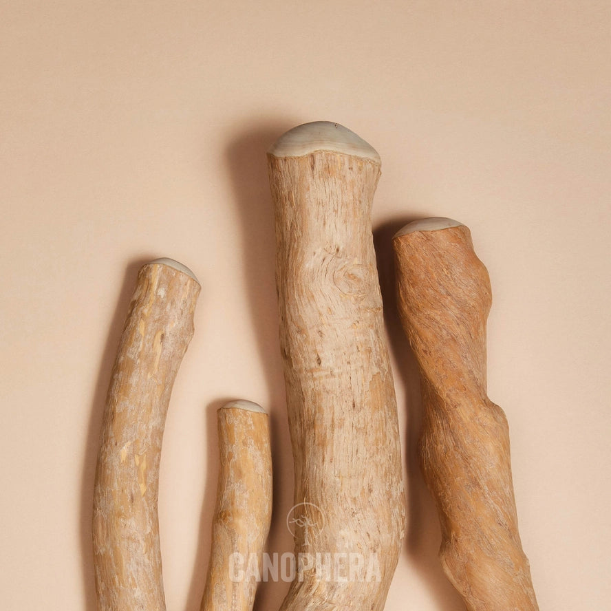 Bâtonnet à Mâcher Pour Chien en Bois de Café - CANOPHERA GmbH