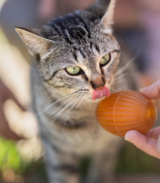 Jouet pour chat Rub Gossy Egg - POCURULL SL (Retorn)