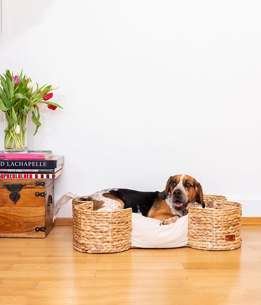 Bongo - PET & Co. eine Marke von Variance GmbH