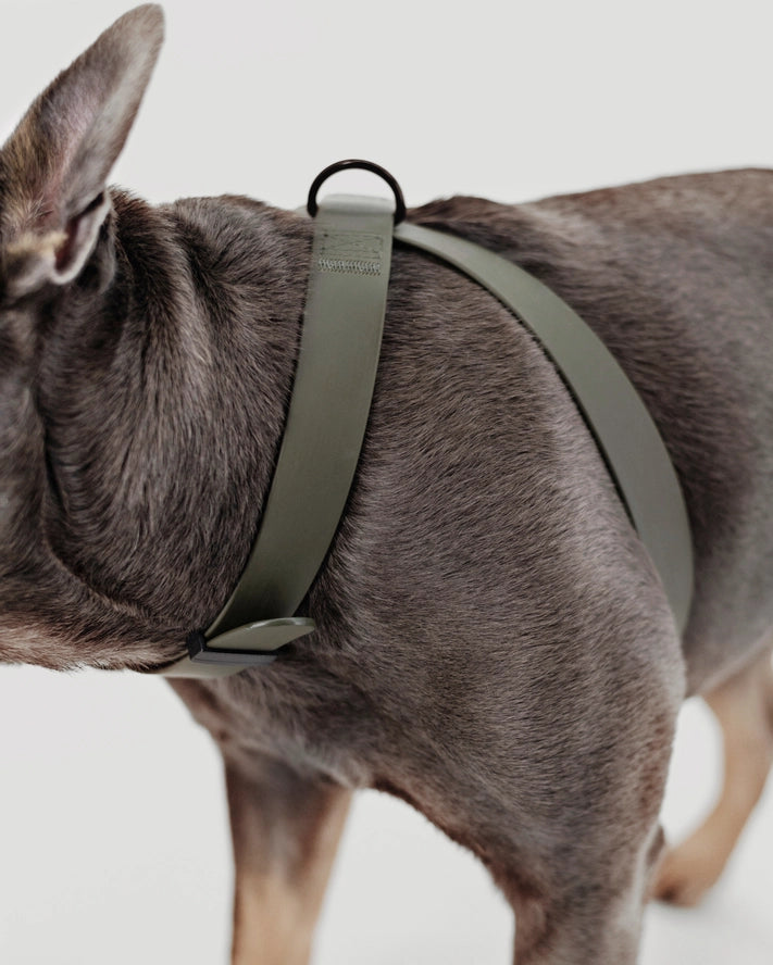 OTTO | harnais imperméable figure 8 pour chiens et chats - Lambwolf Collective