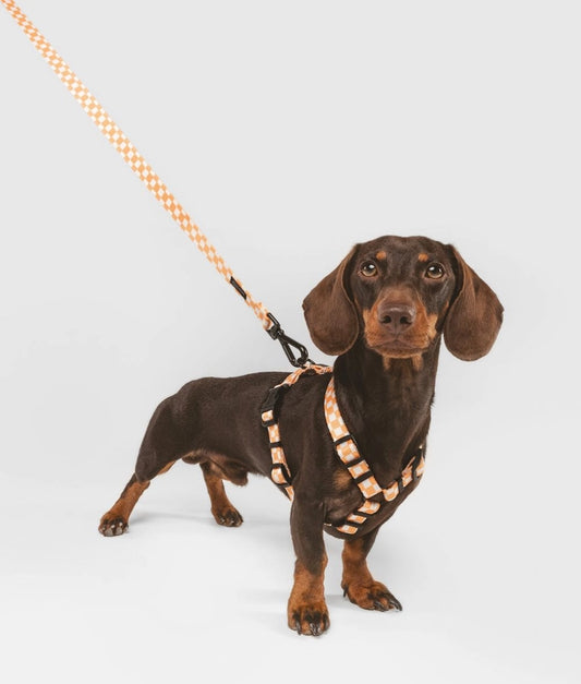 Harnais en PET recyclé, orange, motif pêche, Juno - CAFIDE