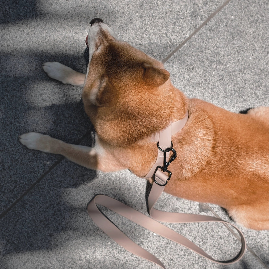 OTTO | harnais imperméable figure 8 pour chiens et chats - Lambwolf Collective