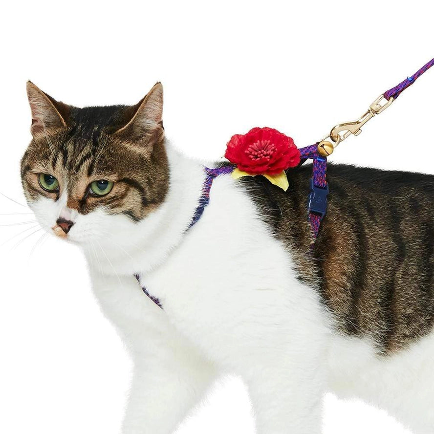 Ensemble de Laisse et Harnais pour Chat - Blueberry Pet