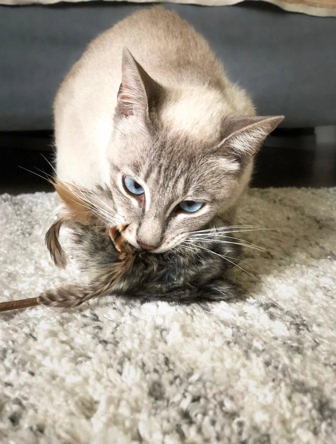 Jouet pour chat Musse - Labbvenn