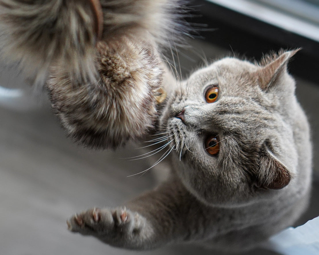 Jouet pour chat Musse - Labbvenn