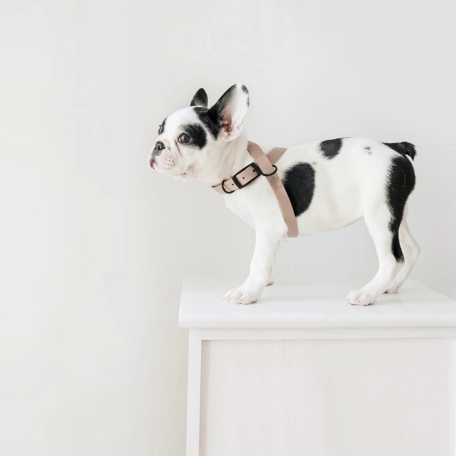 OTTO | harnais imperméable figure 8 pour chiens et chats - Lambwolf Collective