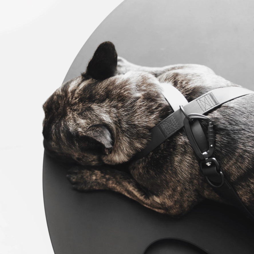 OTTO | harnais imperméable figure 8 pour chiens et chats - Lambwolf Collective