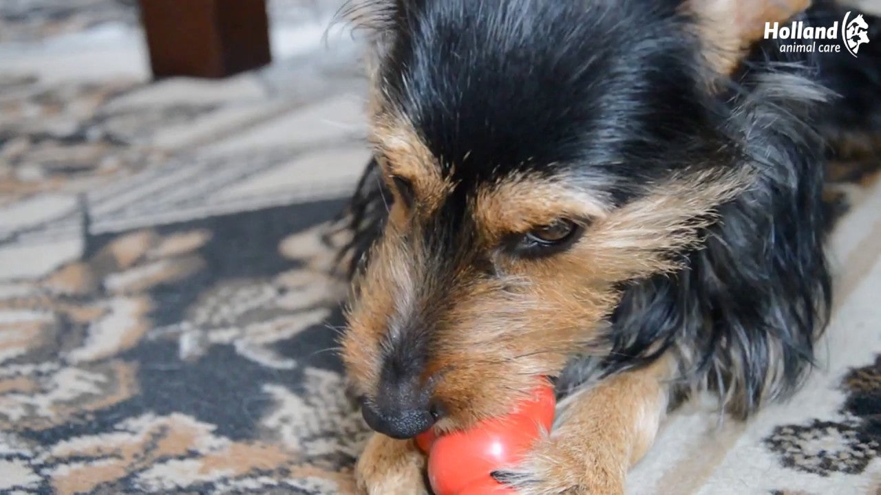 KONG Classic M - Hofman Animal Care