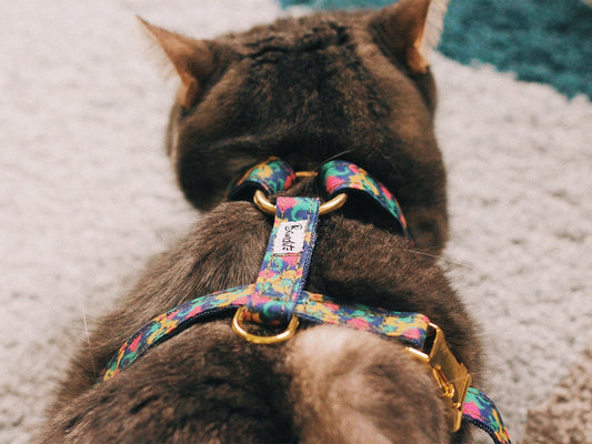 Harnais pour chat motif ikat - French Bandit