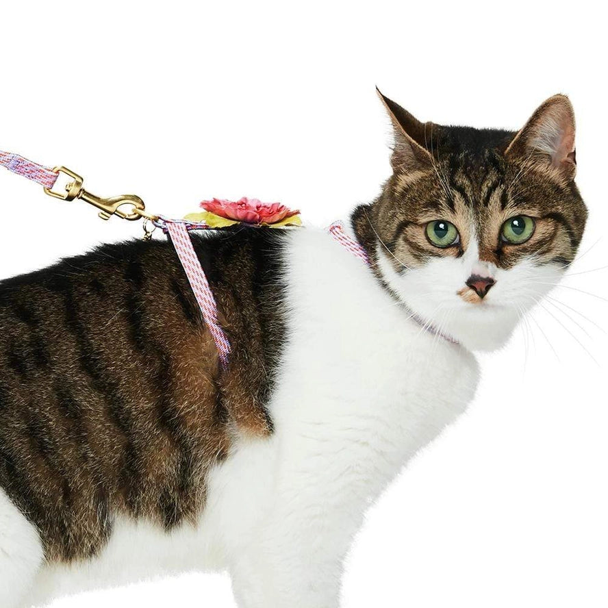 Ensemble de Laisse et Harnais pour Chat - Blueberry Pet