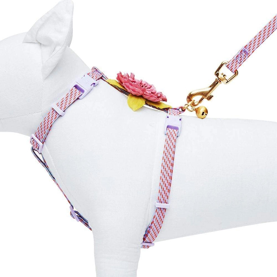 Ensemble de Laisse et Harnais pour Chat - Blueberry Pet
