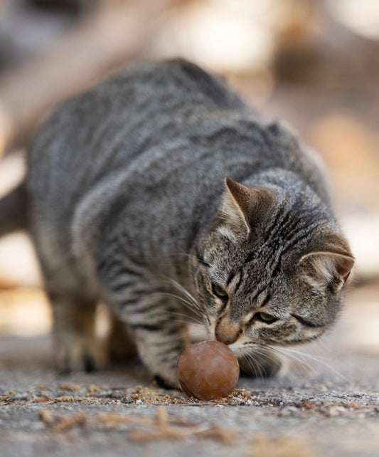 Jouet pour chat Ball x2 - POCURULL SL (Retorn)