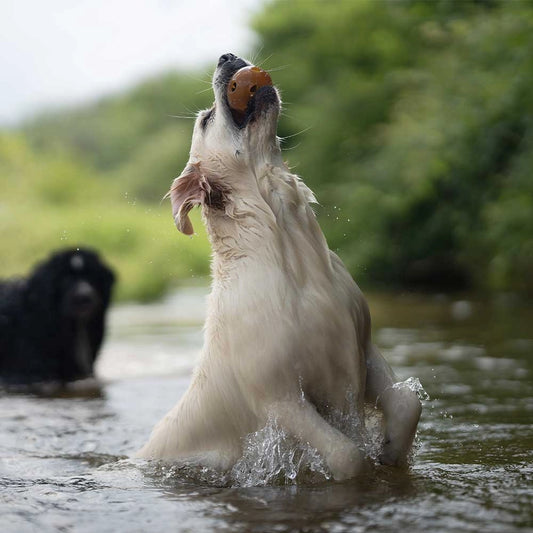 Chien actif jouant dans l’eau avec une balle orange durable, idéale pour stimuler l’énergie et le plaisir.