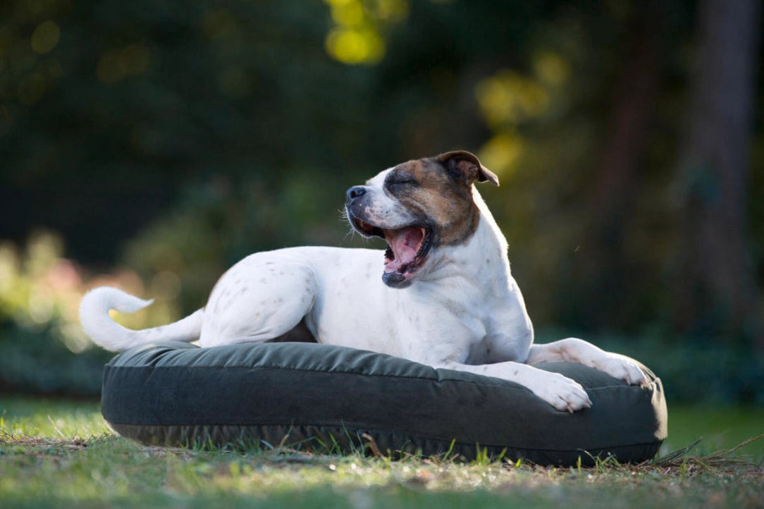 Coussin noir pour chien, robuste et imperméable, parfait pour les chiens actifs qui aiment se détendre à la maison ou en extérieur.