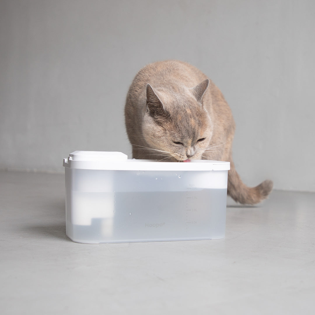 Un chat gris clair boit de l'eau à partir d'un distributeur d'eau automatique blanc et moderne, garantissant une hydratation constante.